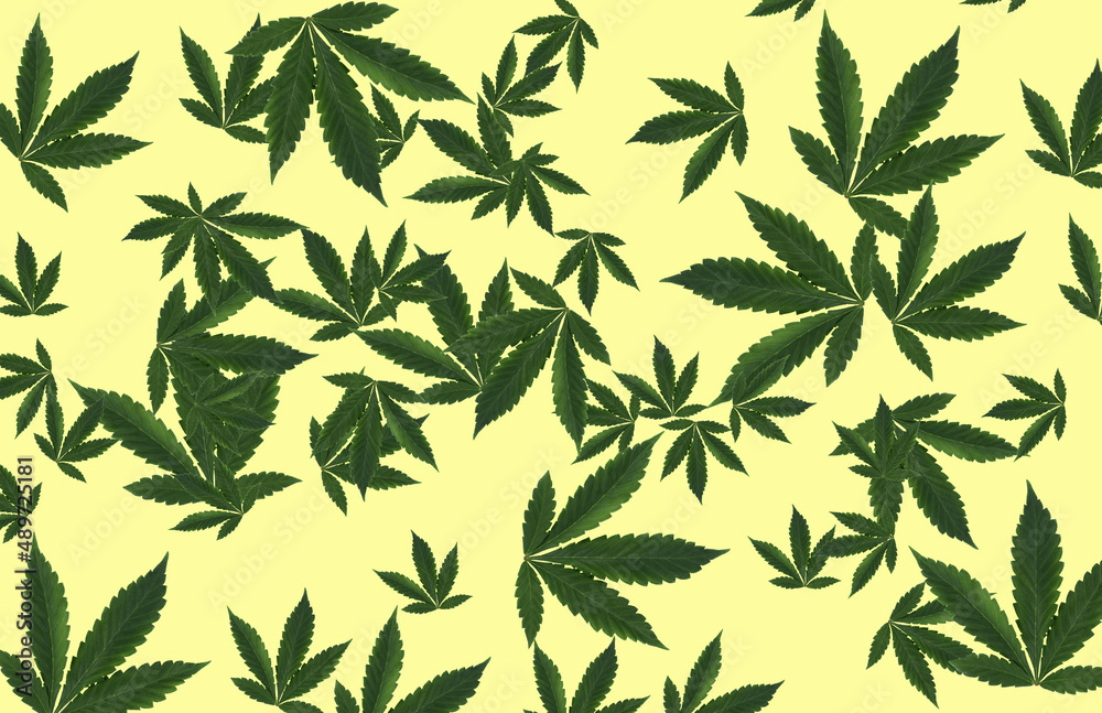 Background of marijuana leaves in the form of leaf fall on a yellow background. Background of marijuana leaves in the form of leaf fall on a yellow background.
