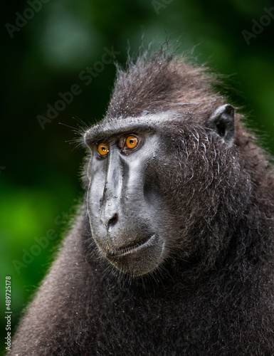 Portrait of a сelebes crested macaque. Close-up. Indonesia. Sulawesi.