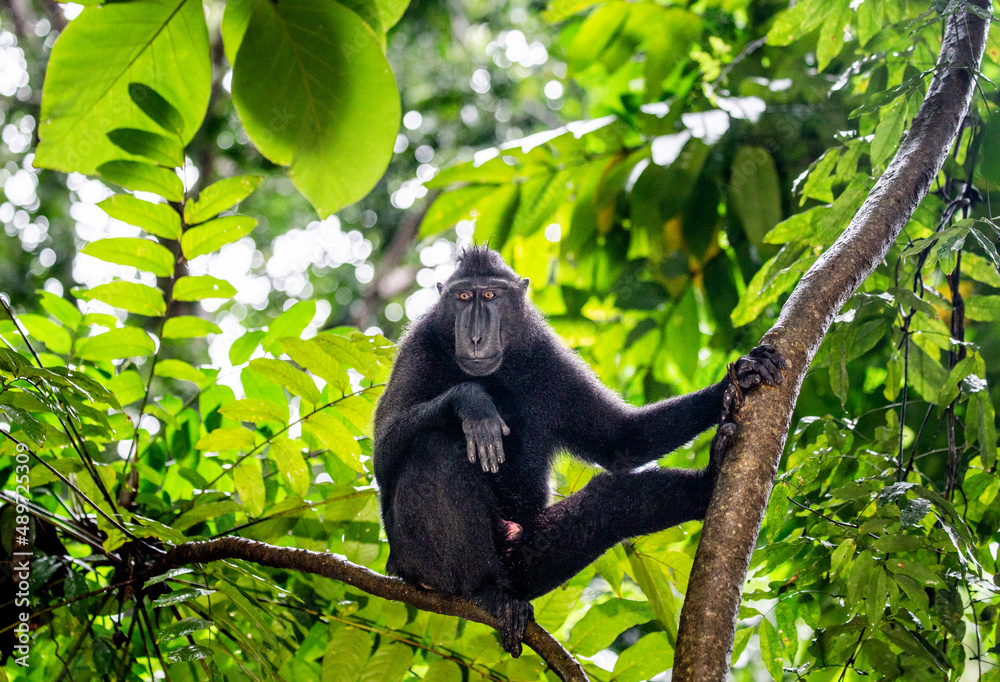 Celebes crested macaque is sitting on a tree. Indonesia. Sulawesi. Celebes crested macaque is sitting on a tree. Indonesia. Sulawesi.