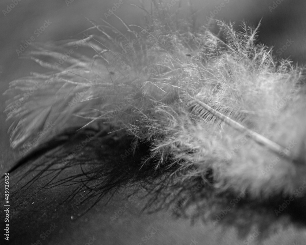 Fototapeta premium Feather