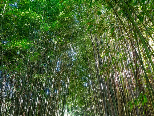 Wald mit Bambuspflanzen als Hintergrund