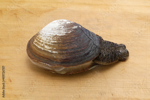 Mirugai(Japanese horse clam)  is a high class ingredient used in sushi and sashimi. photo