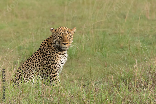 African Leopard, Panthera pardus pardus, portrait eye to eye sitting in the grass, Queen Elizabeth national park, Uganda, Africa photo