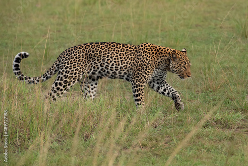 African Leopard, Panthera pardus pardus, walking in Queen Elizabeth national park, Uganda, Africa