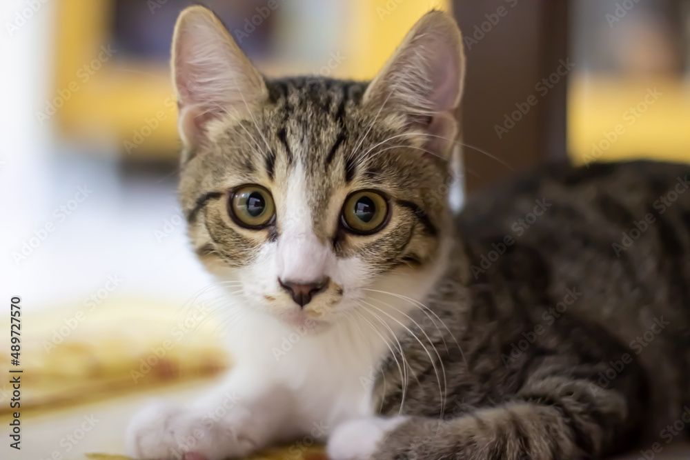 black and white kitten