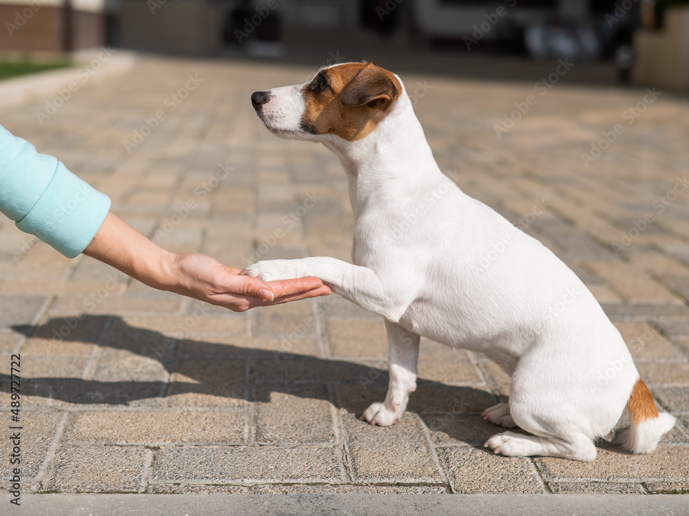 The dog gives a paw to the owner as a sign of trust outdoors.