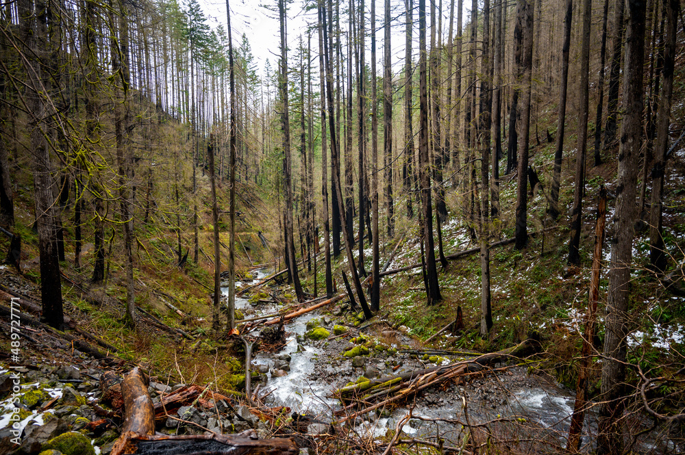 Obraz premium Burned trees on a hiking trail in The Columbia River Gorge