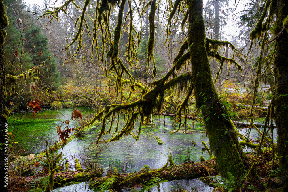 Fototapeta premium Water flowing through the Hoh Rainforest