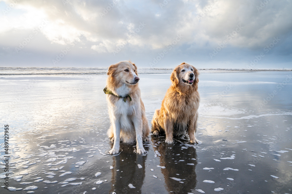 Dogs sitting on the beach on the Olympic Coast Dogs sitting on the beach on the Olympic Coast
