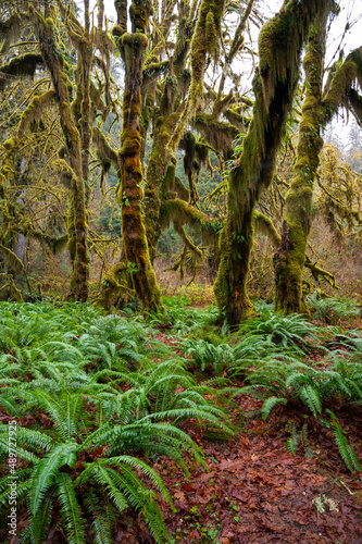 Hall of Mosses in The Hoh Rainforest