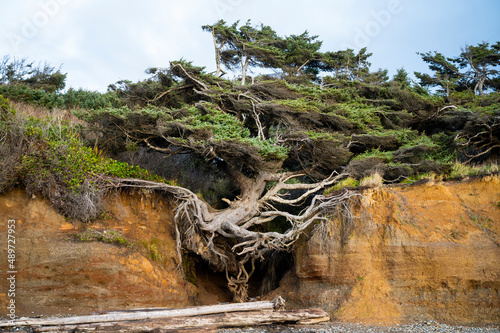 Photography The Tree of Life on The Olympic Coast