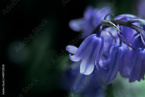 Purple flowers, spring, blossom, petals, details, nature, macro photo