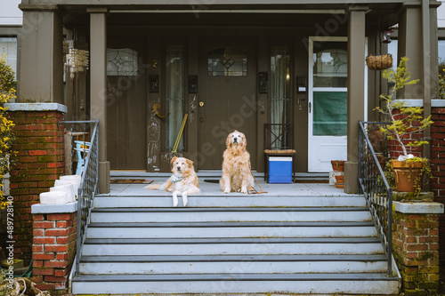 Photography Dogs on the front porch of an apartment building in the city