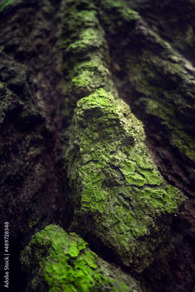 Tree texture in beautiful tropical forest