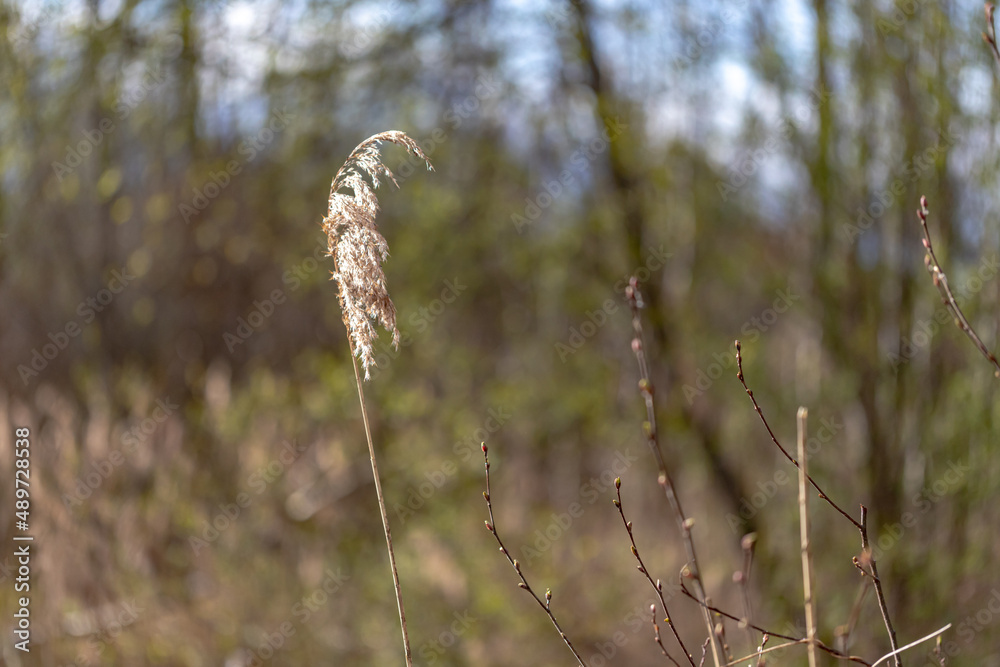 Fototapeta premium dry reed on blurred spring forest background