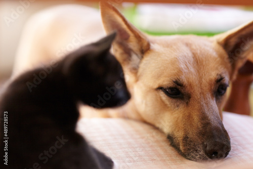 Too tuckered out to play anymore. A shot of a dog resting its head on a table while a cute kitten looks on.