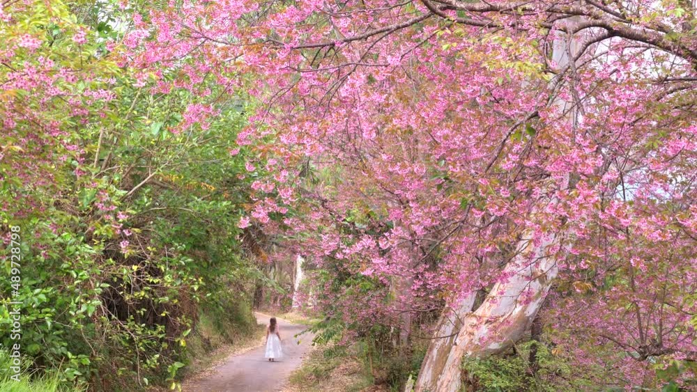 Back view of woman is sightseeing cherry blossom walking on road while traveling during spring season at sakura park in Chiang Mai, Thailand Back view of woman is sightseeing cherry blossom walking on road while traveling during spring season at sakura park in Chiang Mai, Thailand