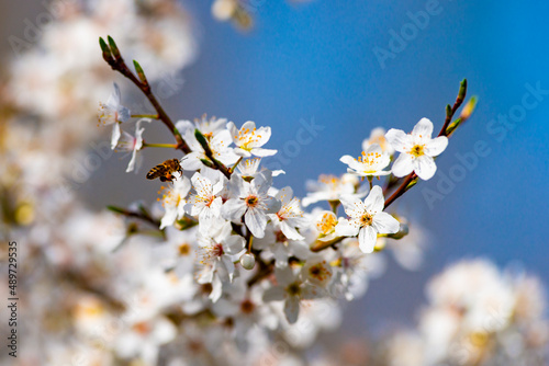 Der Fr  hling ist da - Blumenwiese