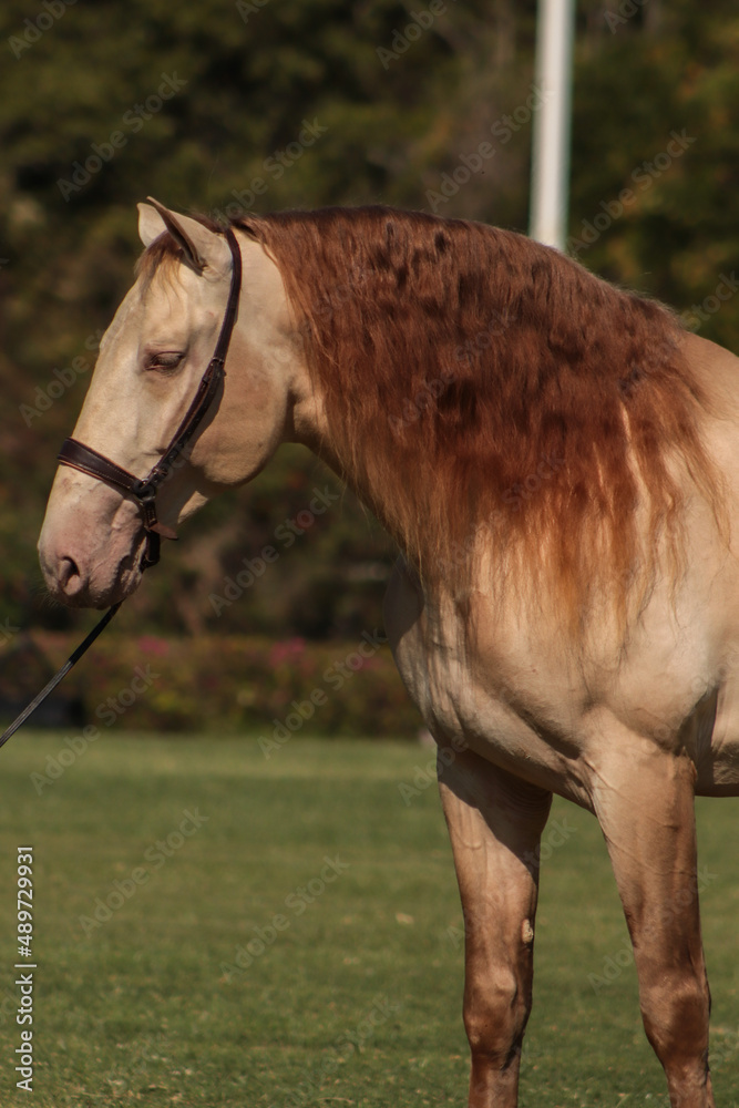 Obraz premium caballo