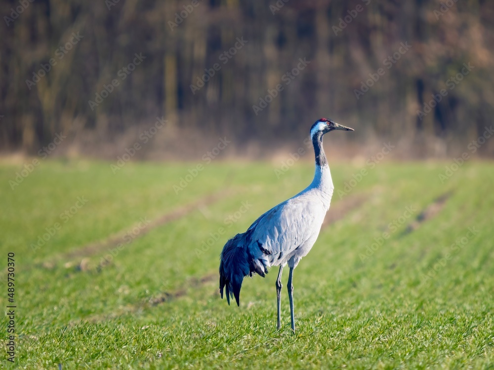 Fototapeta premium grey crowned crane balearica regulorum