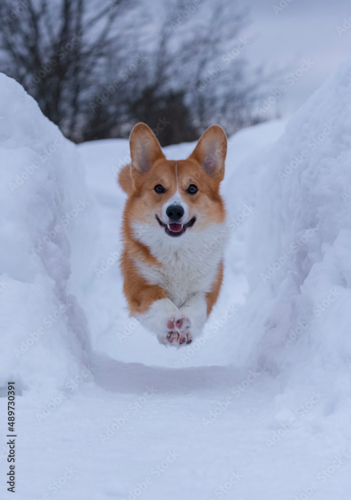 smiling funny red dog of the pembroke welsh corgi breed in a jump between snowdrifts in winter