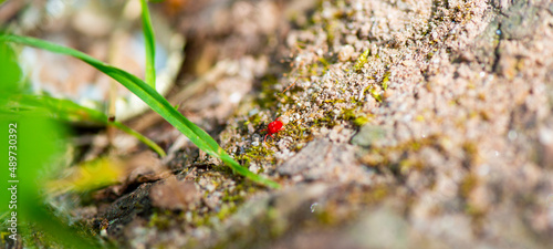 Rote Laus - Miniaturkäfer © Harald Tedesco