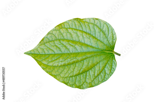 Quadro su tela Isolated green young wild betel leave on white herb and asian food with clipping