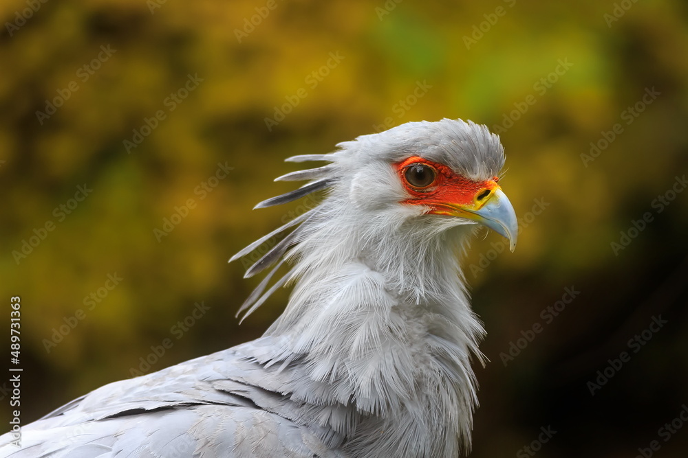 secretary bird (Sagittarius serpentarius) a close-up portrait of this big bird secretary bird (Sagittarius serpentarius) a close-up portrait of this big bird