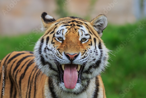 male Siberian tiger  Panthera tigris tigris  looks like he s smiling  he s got a great smile