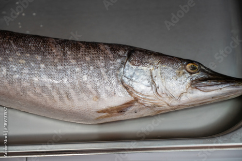 Fresh raw pike fish in the ...