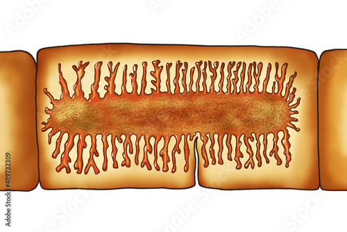 Proglottid of tapeworm Taenia saginata photo