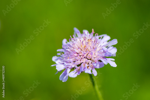 Der Fr  hling ist da - Blumenwiese