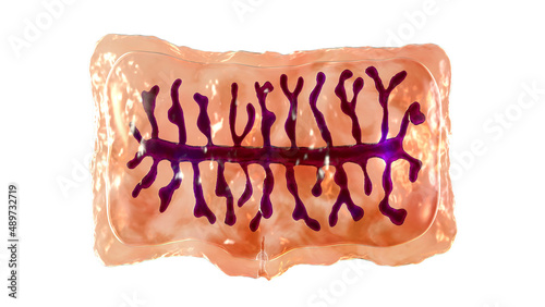Proglottid of tapeworm Taenia solium photo