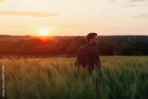 Farmer walking through a green wheat field summer sunset and examining cereal crops.