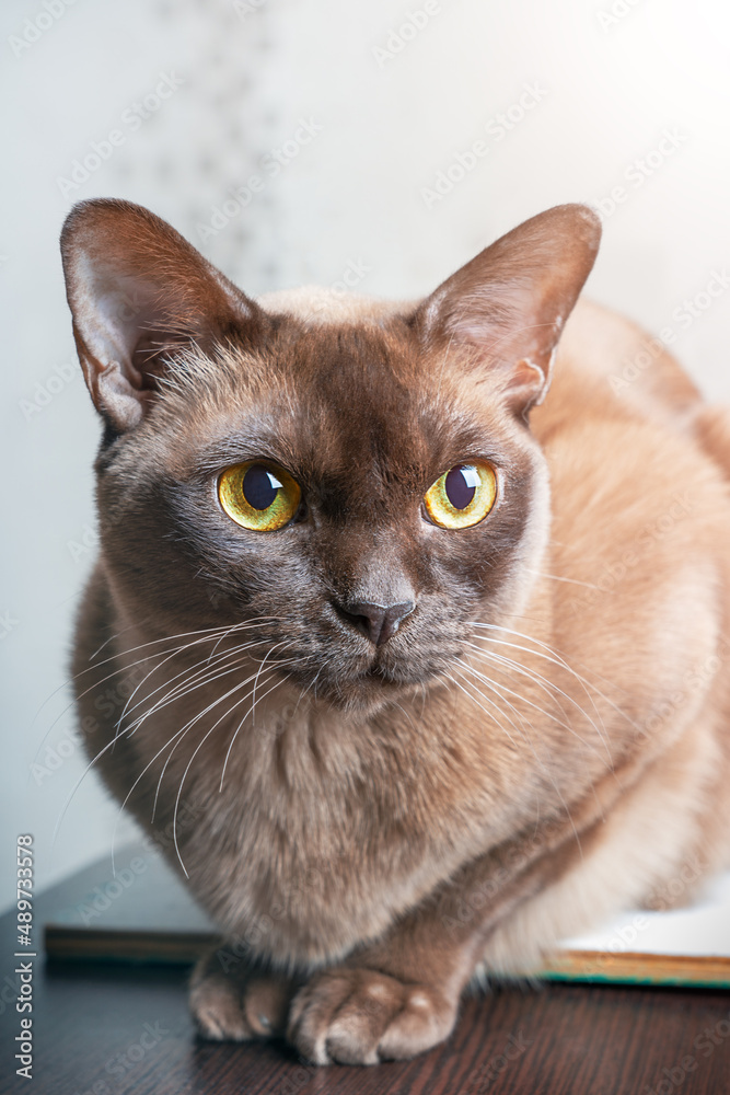 Head portrait of domestic purebred burmese cat of chocolate color sitting on wooden table at home and looking with bright yellow eyes sideways. Vertical image