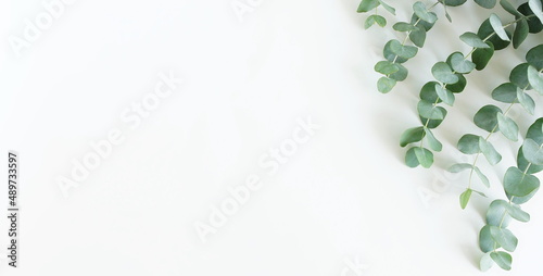 Eucalyptus branches frame top view on a white background banner.  copy space. floral card