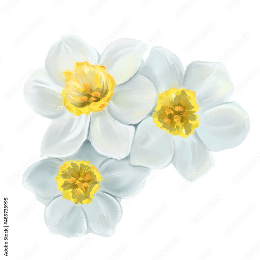 white flowers daffodils illustration, isolated vector white flowers daffodils illustration, isolated vector