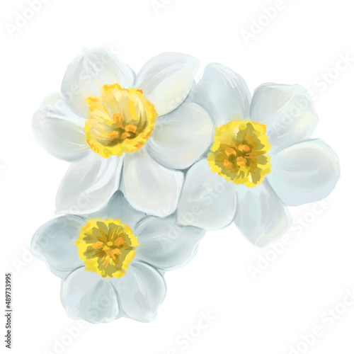 white flowers daffodils illustration, isolated vector
