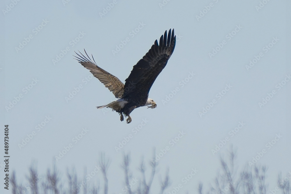 Obraz premium bald eagle flying with wings spread has caught a fish