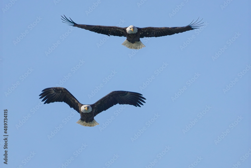 bald eagles flying in a blue sky with wings spread bald eagles flying in a blue sky with wings spread