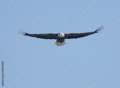 bald eagle with wings spread flying high above in a blue sky