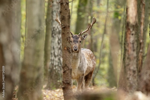 Fototapeta Naklejka Na Ścianę i Meble -  Fallow deer male hiding behind a tree trunk