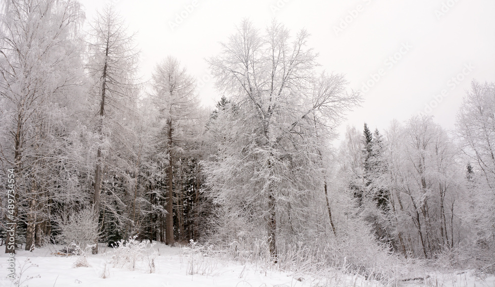 Majestic winter forest. Russia, Karelia, cold and snowy weather