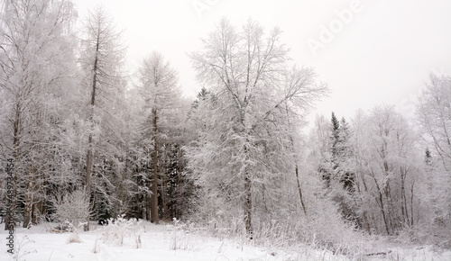 Majestic winter forest. Russia, Karelia, cold and snowy weather © kalichka