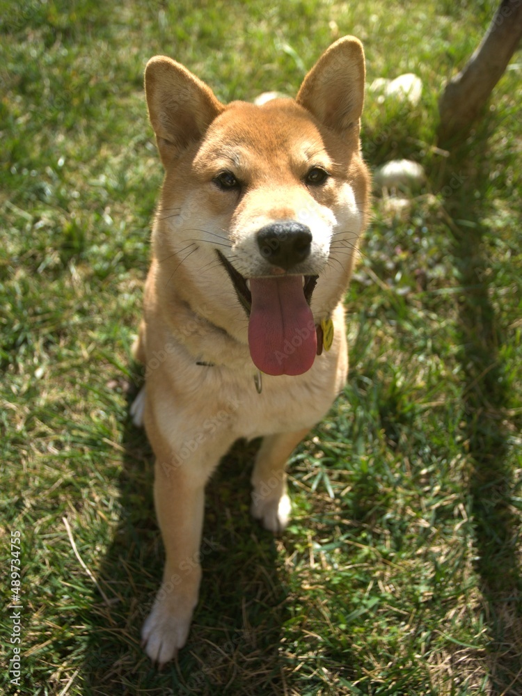 Shiba Inu dog sitted