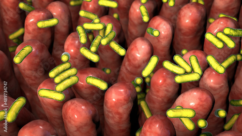 Photos Human intestine with intestinal bacteria