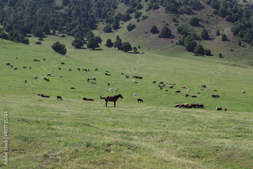herd of cows