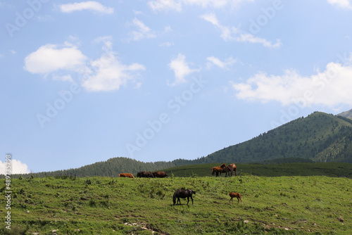 horses on the meadow