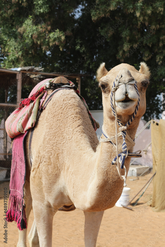 Obraz premium camel in the desert