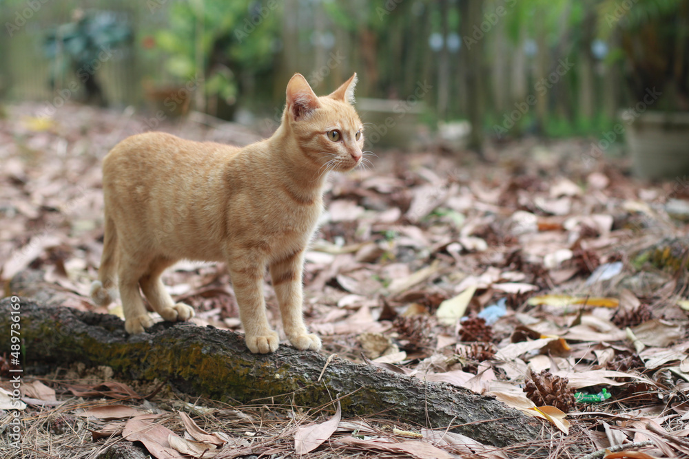 Obraz premium red fox cub